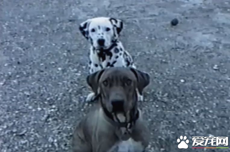 萌狗傻傻听不懂主人指令 同伴无奈当场动手教学