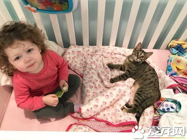 在妈妈的指导之下 小女孩超有慧根成为称职猫奴