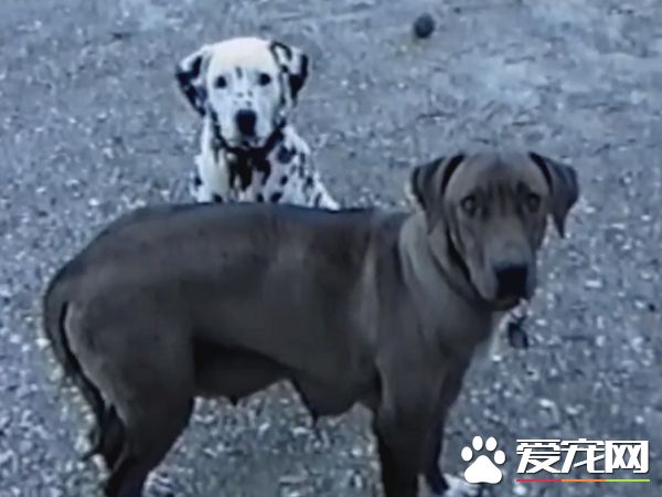 萌狗傻傻听不懂主人指令 同伴无奈当场动手教学