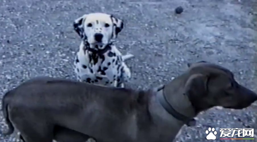 萌狗傻傻听不懂主人指令 同伴无奈当场动手教学