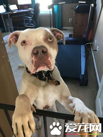 比特犬被主人绑树上虐待 幸得志工和警察帮助获得解救