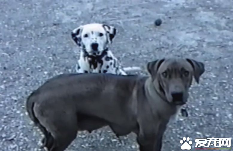 萌狗傻傻听不懂主人指令 同伴无奈当场动手教学