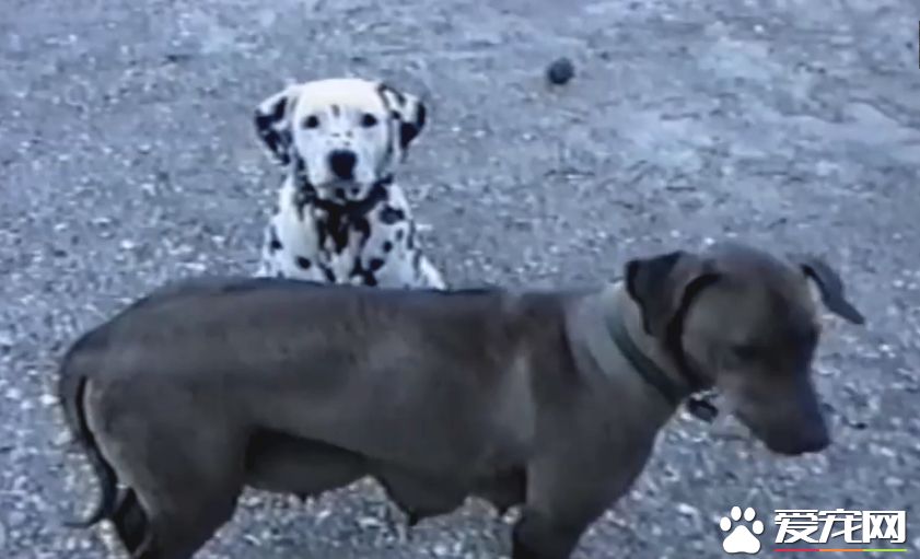 萌狗傻傻听不懂主人指令 同伴无奈当场动手教学