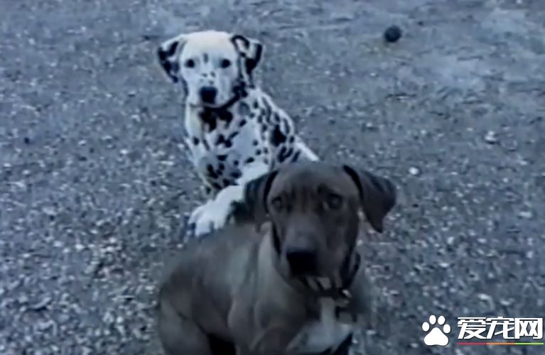 萌狗傻傻听不懂主人指令 同伴无奈当场动手教学