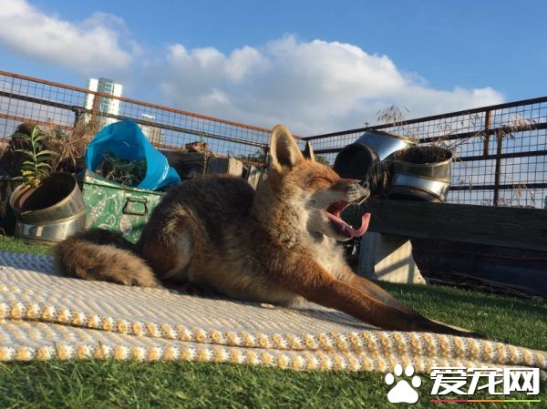 不请自来的天兵狐狸 擅自加入晒太阳行列