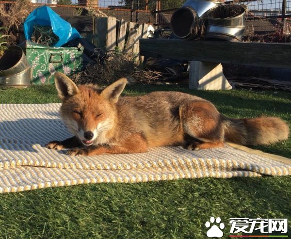 不请自来的天兵狐狸 擅自加入晒太阳行列