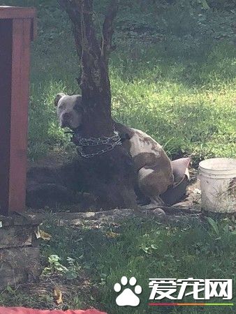 比特犬被主人绑树上虐待 幸得志工和警察帮助获得解救