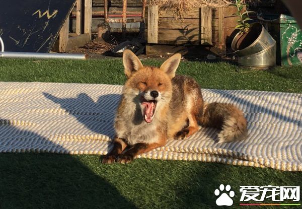 不请自来的天兵狐狸 擅自加入晒太阳行列