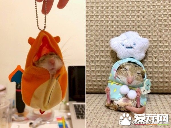 超萌肥尾沙鼠 对人类手掌心独有情钟