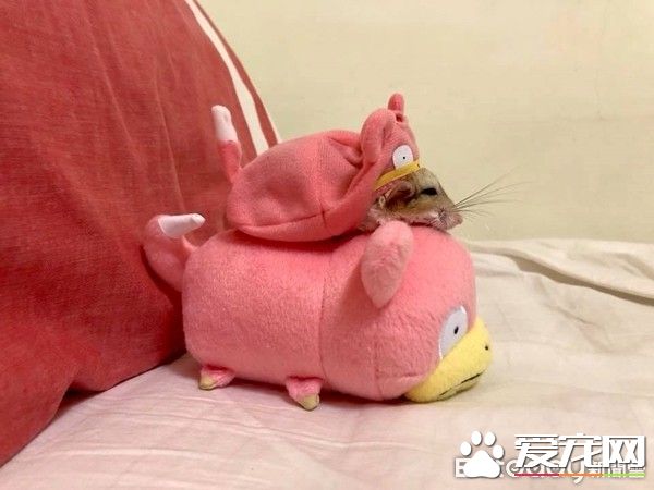 超萌肥尾沙鼠 对人类手掌心独有情钟