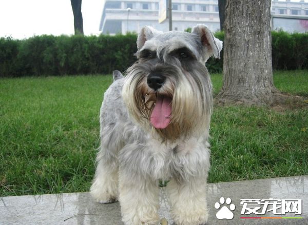 什么狗最干净最好养 这几种狗是公认最容易饲养的狗狗