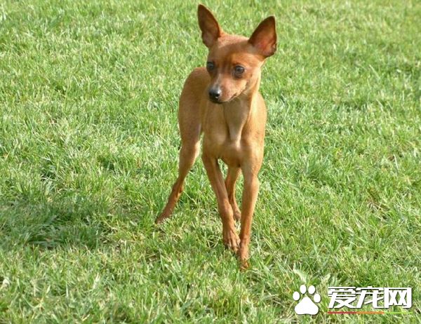 什么狗最干净最好养 这几种狗是公认最容易饲养的狗狗