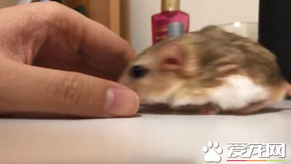 超萌肥尾沙鼠 对人类手掌心独有情钟