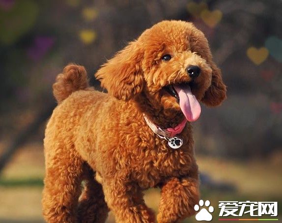 比熊和泰迪的区别 如何看它们的不同请看以下几个技巧