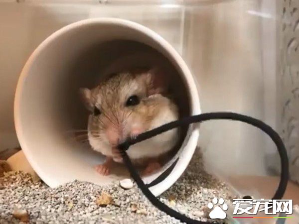 超萌肥尾沙鼠 对人类手掌心独有情钟