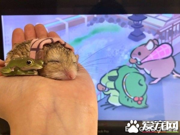 超萌肥尾沙鼠 对人类手掌心独有情钟