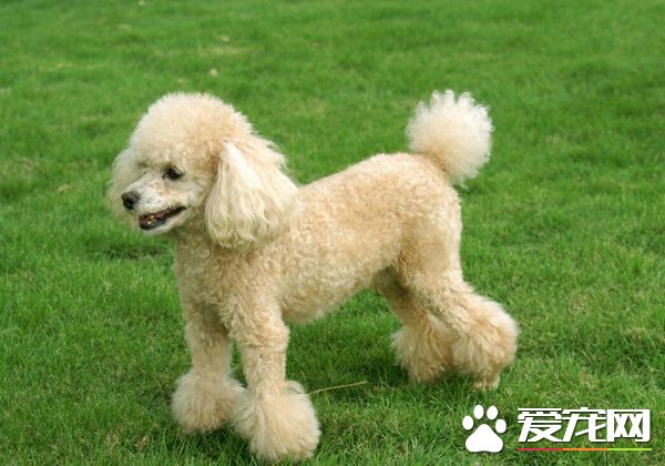 什么狗最干净最好养 这几种狗是公认最容易饲养的狗狗