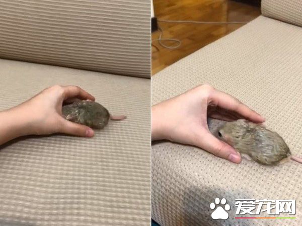 超萌肥尾沙鼠 对人类手掌心独有情钟