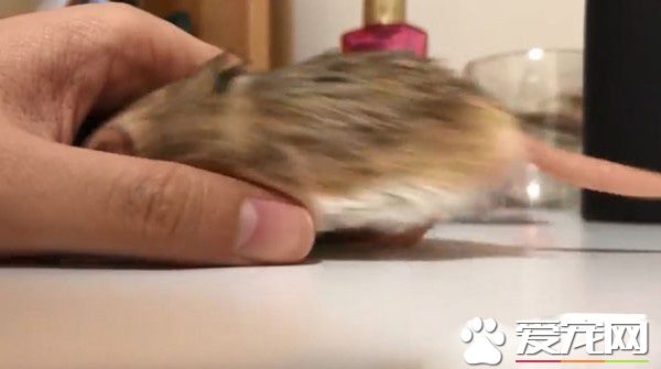 超萌肥尾沙鼠 对人类手掌心独有情钟
