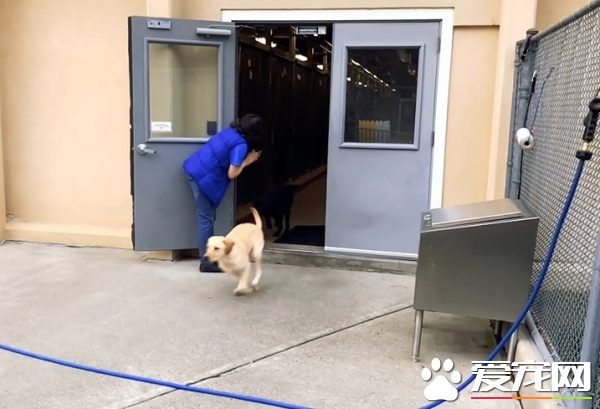 纽约导盲犬学校火警训练 174只狗狗顺利清空