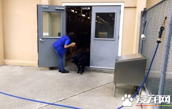 纽约导盲犬学校火警训练 174只狗狗顺利清空