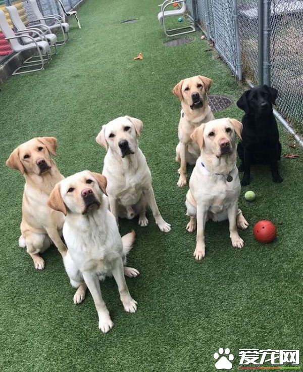 纽约导盲犬学校火警训练 174只狗狗顺利清空