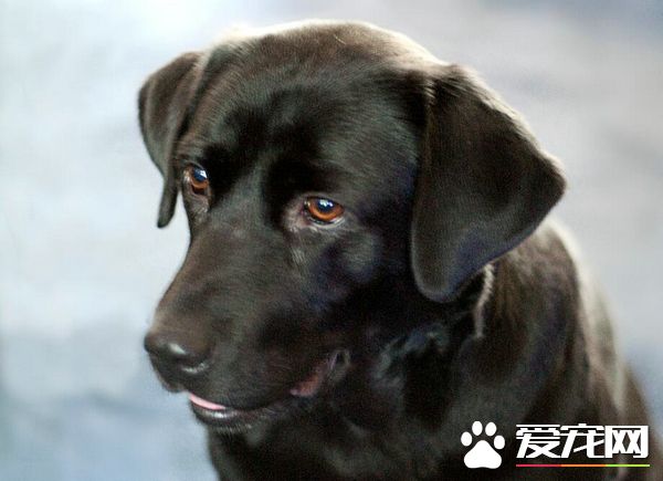 什么狗最好养 有这几种狗狗是普遍被认为好养的