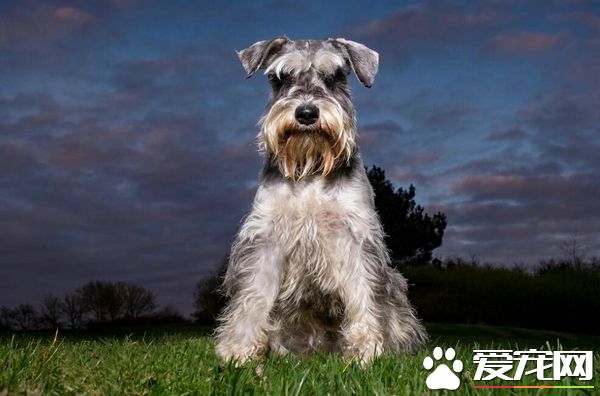 什么狗最好养 有这几种狗狗是普遍被认为好养的