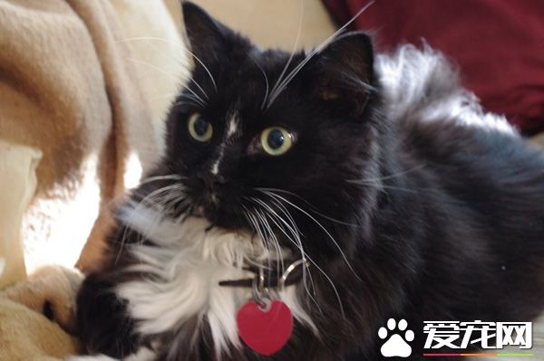 寿命最长的猫 下面这只猫是记载中最长寿的