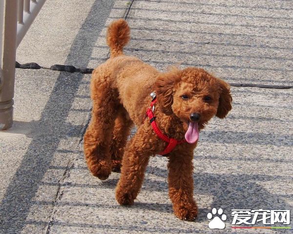 什么狗最好养 有这几种狗狗是普遍被认为好养的