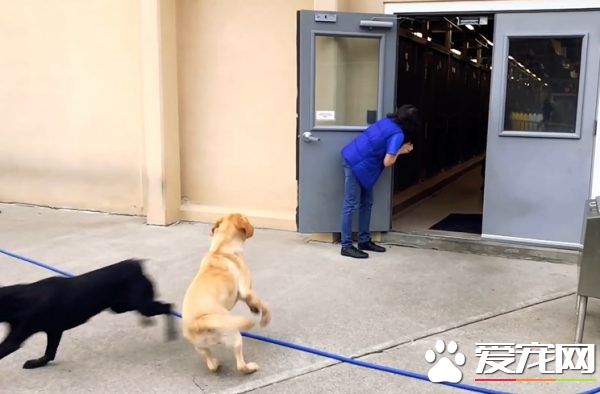 纽约导盲犬学校火警训练 174只狗狗顺利清空