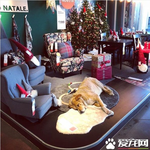 意大利IKEA的暖心德政！开放卖场冬季让流浪狗避寒