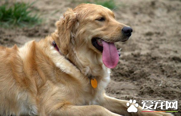 什么狗最好养 有这几种狗狗是普遍被认为好养的