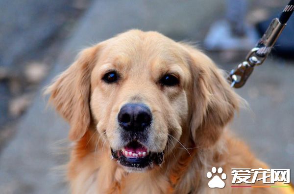 拉布拉多和金毛的区别 教你三个方法快速区分