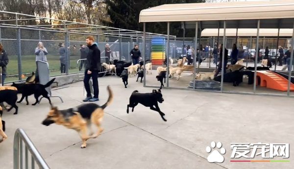 纽约导盲犬学校火警训练 174只狗狗顺利清空