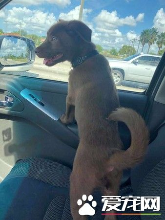 女子去超市遇到弃养事件的受害汪 成功收编回家