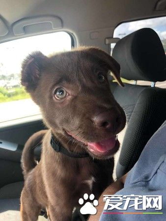 女子去超市遇到弃养事件的受害汪 成功收编回家