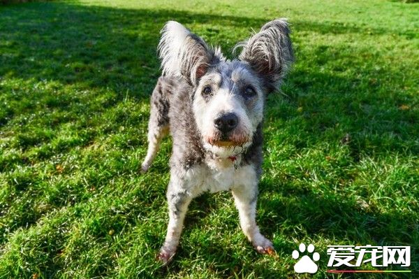 拥有特色招牌耳朵的狗狗 却因年纪大无人收养