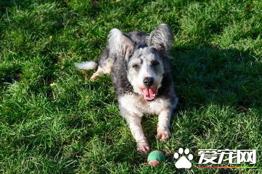 拥有特色招牌耳朵的狗狗 却因年纪大无人收养