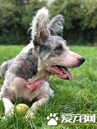 拥有特色招牌耳朵的狗狗 却因年纪大无人收养