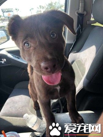 女子去超市遇到弃养事件的受害汪 成功收编回家