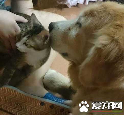 14岁黄金猎犬离世前 喵星人妹妹伸手告别