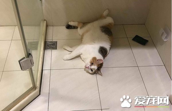 当太监遇上皇上!贴壁倒退逃跑的战斗超可爱