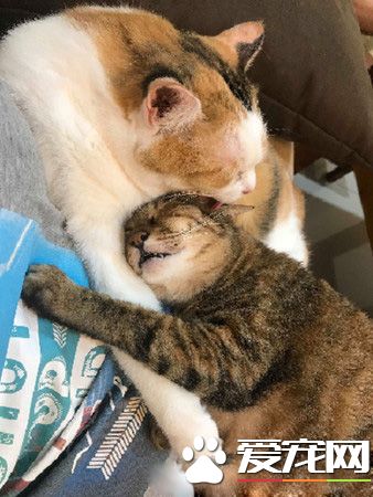 当太监遇上皇上!贴壁倒退逃跑的战斗超可爱