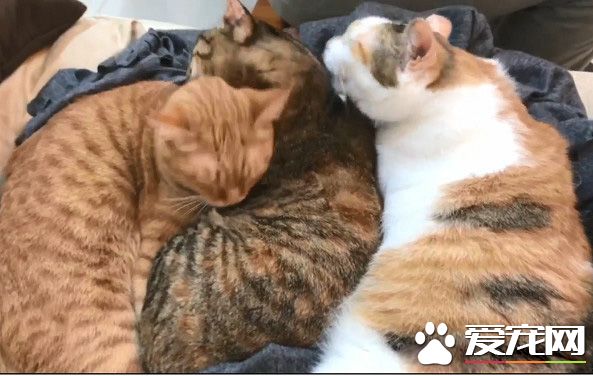 当太监遇上皇上!贴壁倒退逃跑的战斗超可爱