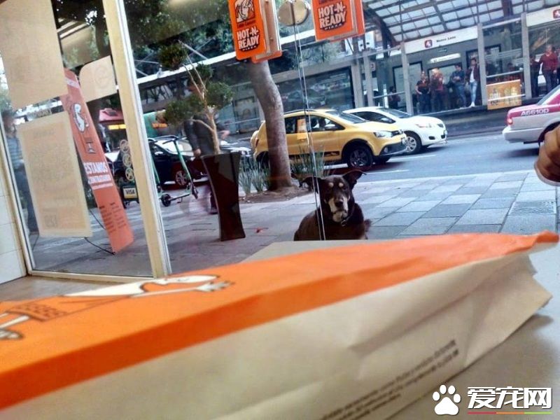 貌似流浪犬的狗狗装可怜讨吃 却被脖子上项圈出卖