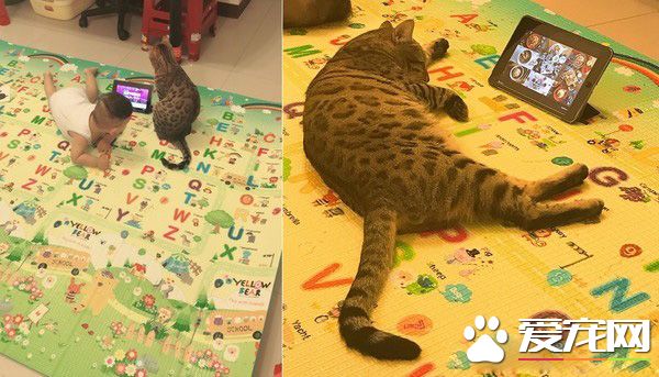 代班看电视的保姆猫 温柔陪伴弟弟超窝心!