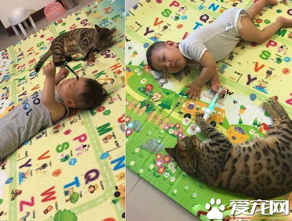 代班看电视的保姆猫 温柔陪伴弟弟超窝心!