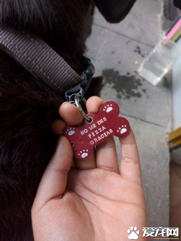 貌似流浪犬的狗狗装可怜讨吃 却被脖子上项圈出卖