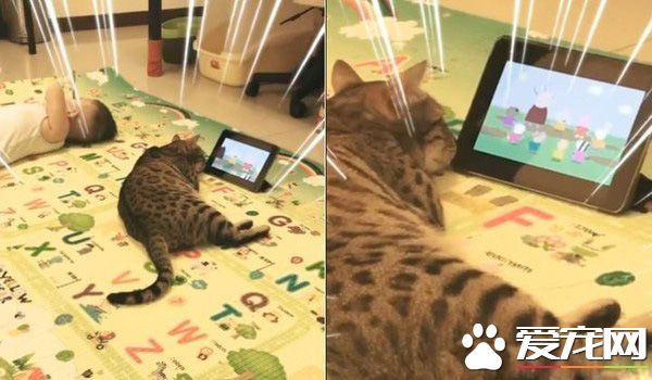 代班看电视的保姆猫 温柔陪伴弟弟超窝心!